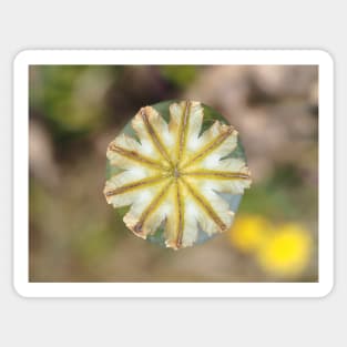 Poppy seed pod, view from above Sticker